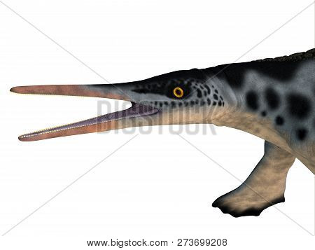 Hupehsuchus Reptile Head 3d Illustration - Hupehsuchus Was An Ichthyosaur Marine Reptile That Lived 