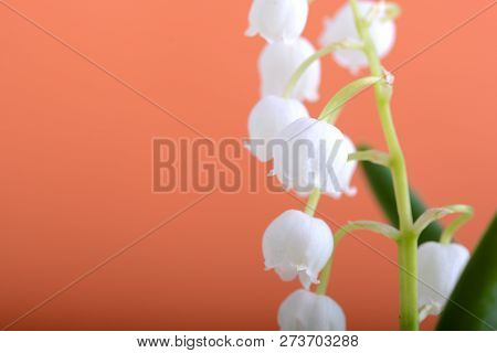 Lilies Of The Valley On A Orange Background Close Up