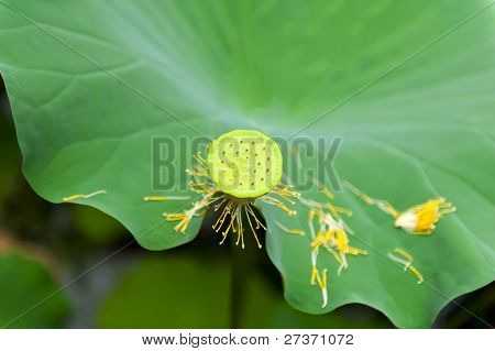 Lotos (Nelumbo nucifera) ovoce, izolované s mělké DOF v japonské rybníku
