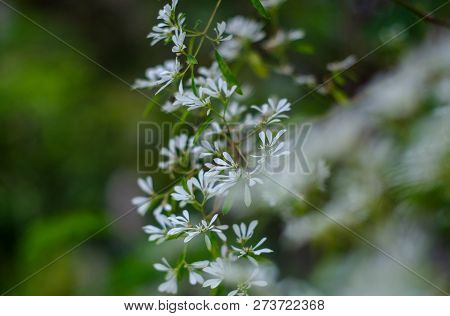 Euphorbia Ieucocephala Lotsy White Leaves Christmas In The Nature Background (white Christmas, Pascu
