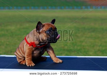 Puppy Breed French Bulldog A Close-up Outdoors