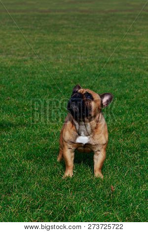 Dog Breed French Bulldog Is Stand On Green Grass