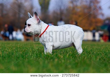 Puppy Breed French Bulldog Is Stand On Green Grass