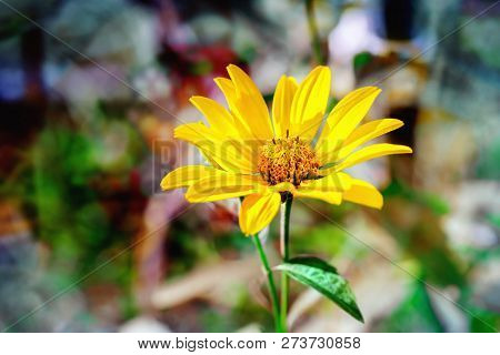 Arnica Herb Blossom On A Sunny Day. Close Up.