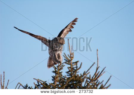 Grey Owl