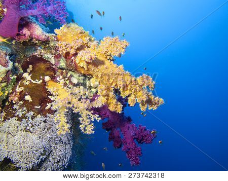 Colorful Coral Reef On The Bottom Of Tropical Sea, Soft Coral Orange And Pink Dendronephthya, Underw