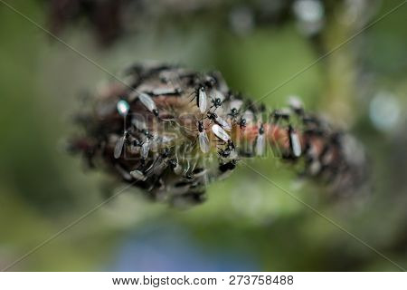 A Swarm Of Flying Ants Gather On A Floral Plant
