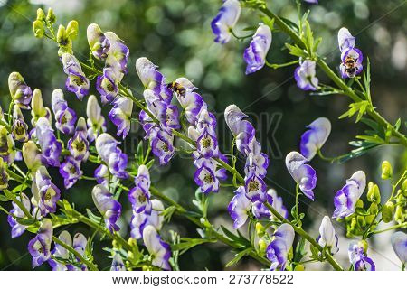The Wet Purple And White Aconite Flowers Or Aconitum Napellus With Two Yellow Bees On A Green Blurre