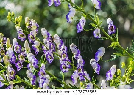 The Wet Purple And White Aconite Flowers Or Aconitum Napellus With Two Yellow Bees On A Green Blurre
