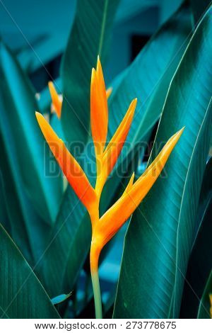 Heliconia Psittacorum Or Golden Torch Flowers With Green Leaves. Colorful Flower On Dark Tropical Fo