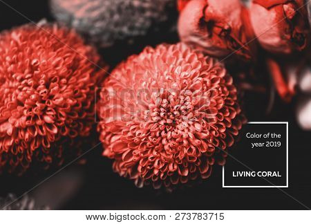 Chrysanthemum Bushy Feeling Green. Very Close-up Macro Shot. Color Of The Year 2019 Living Coral. Ba