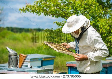 Beekeeper Works In A Hive - Adds Frames, Watching Bees. Beekeeper Inspecting Frame With Honeycomb Fu