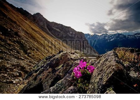 The Kamchatka Rhododendron (rhododendron Camtschaticum). Spring Flowers Of Kamchatka. Flowers And La