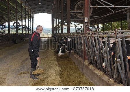 Farmer Working In A Farm Of Cows