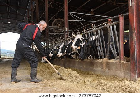 Farmer Working In A Farm Of Cows