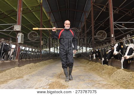 Farmer Working In A Farm Of Cows