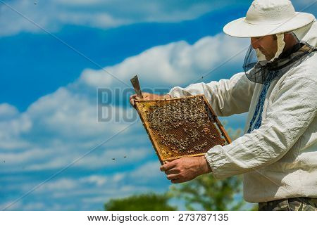 Beekeeper Consider Bees In Honeycombs. Hands Of The Beekeeper. Frames Of A Beehive. Working Bees On 