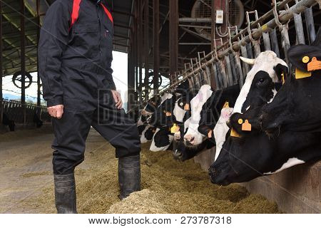 A Farmer Working In A Farm Of Cows