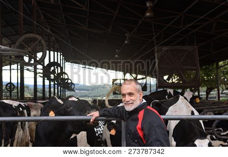 Portrait Of A Farmer In A Farm Of  Cows