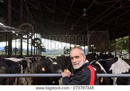 Portrait Of A Farmer In A Farm Of Cows