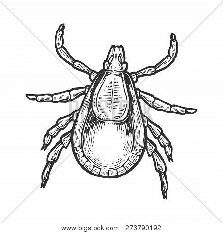 Mite Insect Engraving Vector Illustration. Scratch Board Style Imitation. Black And White Hand Drawn