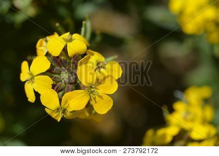 Alpine Wallflower Golden Gem Yellow Flowers - Latin Name - Erysimum Golden Gem