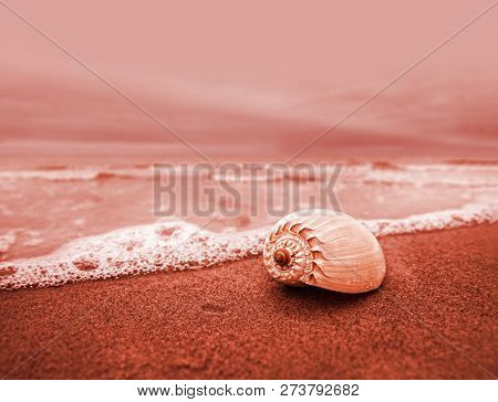 Natural Background With Seashell On The Sandy Beac. Shallow Dof. Image In Trendy Living Coral Color