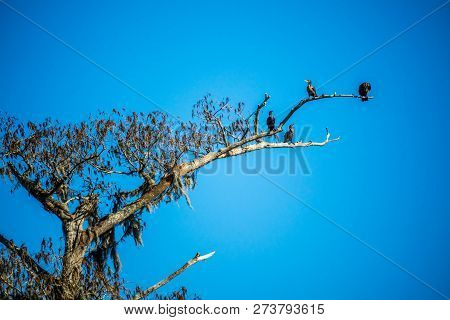 Double Crested Cormorant Birds In Abbeville, Louisiana