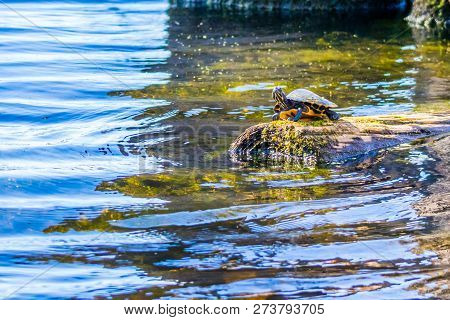 A Big Painted Turtles In Abbeville, Louisiana