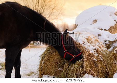 The Black Horse Is Eating A Hay In Outdoors. The Mare Is Wearing A Red Halter Chewing A Dry Grass Fr