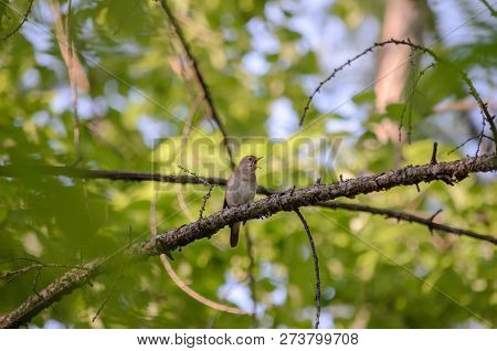 Thrush nightingale - Luscinia luscinia. The nightingale sings sitting on a branch. Fauna of Ukraine.