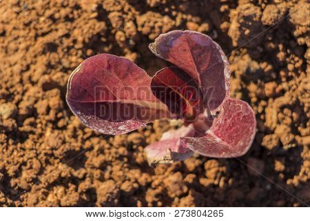 Aerial View Red Baby Leaf  Lettuce In The Field