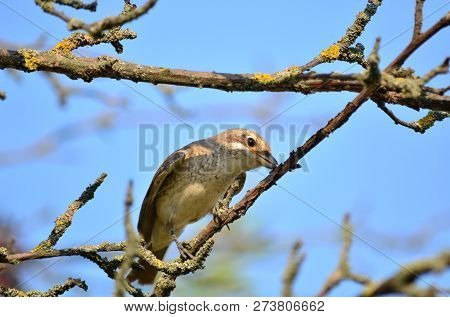 Red-backed Shrike (lanius Collurio), A Young Female With An Insect In Its Beak. Fauna Of Ukraine.