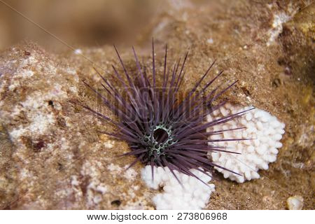 Needle-spined Urchin On Coral Reef Off Maui, Hawaii