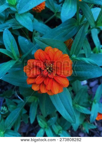 Unique Common Zinnia With Radiant And Strong Colors