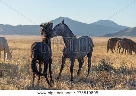 A Pair Of Wild Horse Stallions Sparring In The Utah Desert