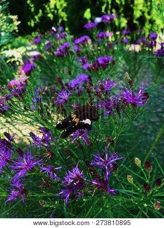 Purple Delphinium With Butterfly On Its Stem