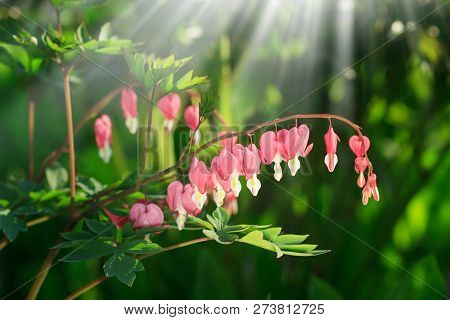 Dicentra - Bleeding Heart Flowers In Sunny Day. Spsce For Text. Love Valentine Day Concept. Spring N