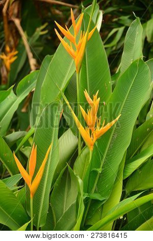 The Nature Of Yellow Heliconia Flowers With Green Leaves