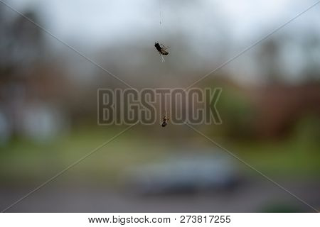 Spider Climbing Up To The Fly He Caught In The Web