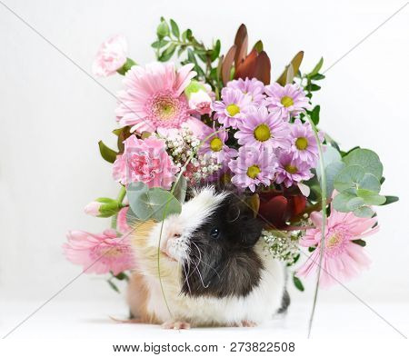 Beautiful Guinea Pig With A Flower Crown In Its Hair. White Background.