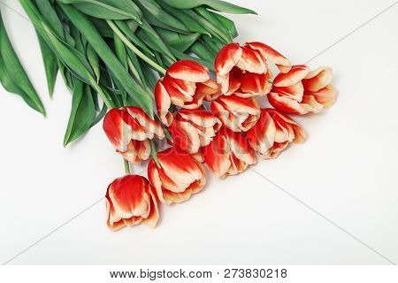 Bunch Of Red Tulip Flowers On White Background. Blooning Red Tulip. Top View.