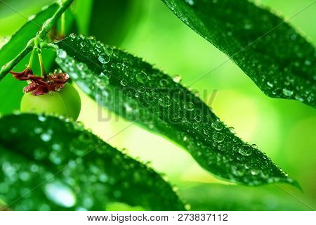 Rain Drops On The Green Leaves Of Stonebreaker Or Egg Woman Plant Or Tamalaki Or Hazardana Or Seed-u
