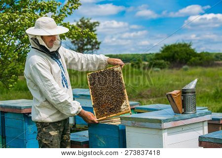 Beekeeper Is Working With Bees And Beehives On The Apiary. Frames Of A Bee Hive