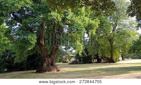 City Park, Is A Multi-year Branched Large Tree