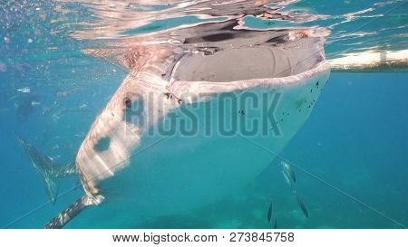 Whale Shark Swimming In The Clear Blue Water. Rhincodon Typus. Whale Shark Underwater. Philippines, 