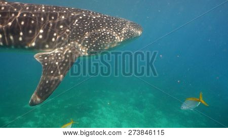 Whale Shark Swimming In The Clear Blue Water. Rhincodon Typus. Whale Shark Underwater. Philippines, 
