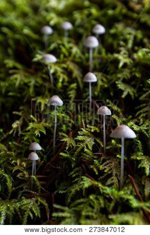 Mycena Adscendens - Frosty Bonnet Mushrooms