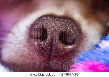 Macro Of A Chihuahua Nose