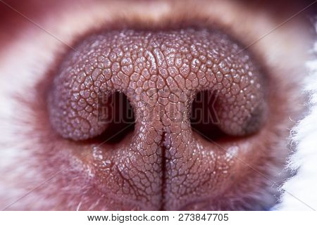 Macro Of A Chihuahua Nose